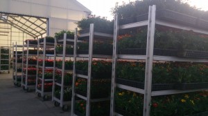 11251383_811777885566946_5267155595677700586_n