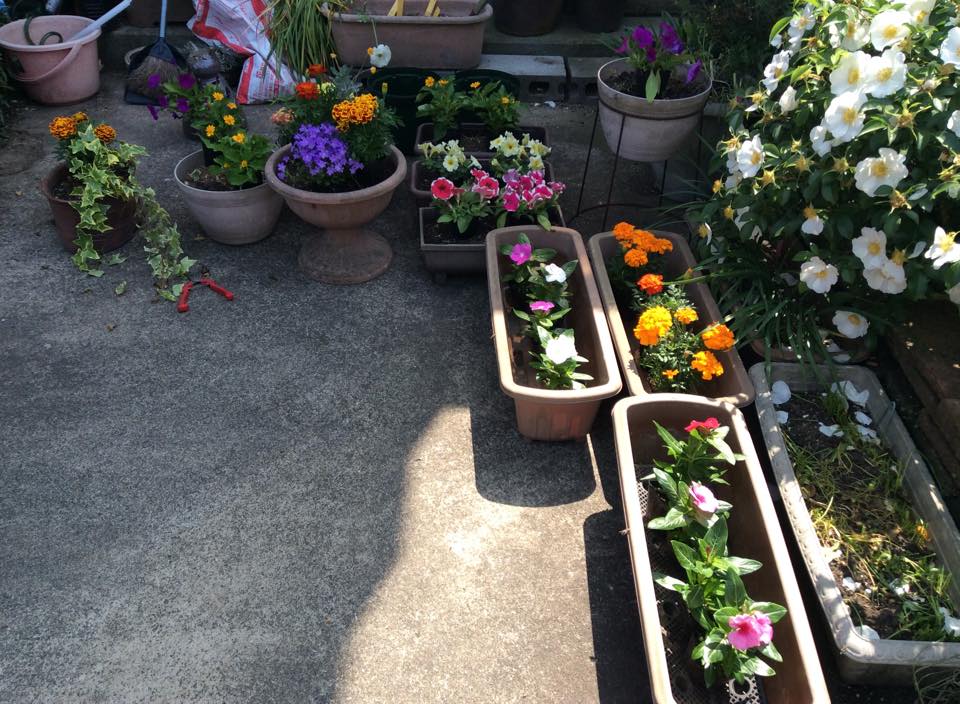 「母の植栽計画」