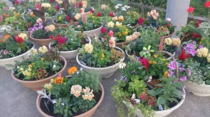 22395_814907555253979_5583852435091525334_n