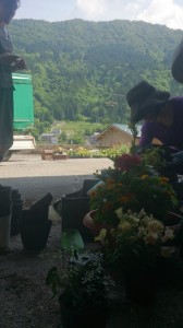 新緑の中の寄せ植え教室