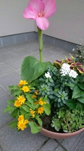 11287332_826286994116035_1580554947_n