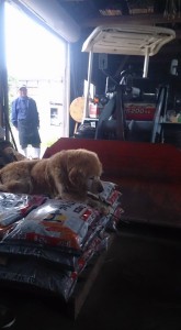 11391397_823384777739590_9213271424409188704_n