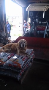 11403505_823384654406269_1336260380706792145_n