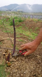 11406729_822848281126573_5802489330243372058_n