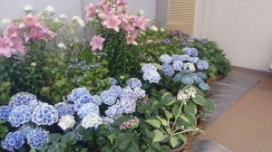 11541282_830379683706766_489649039_n