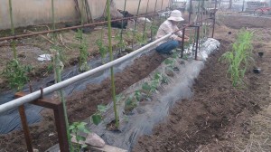 11655232_832384773506257_1108142699_n