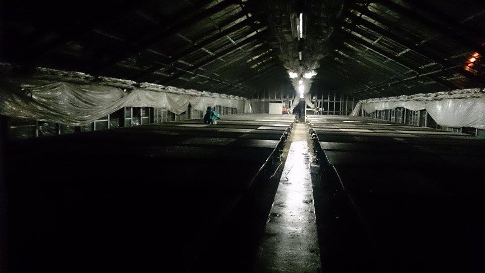 シクラメンの植え替え準備！！