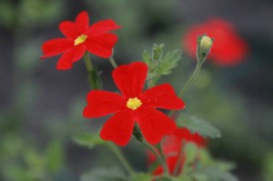 10609177_661823907229012_1947144482_n