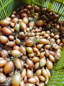 11009977_836007819817078_5185215134808819228_n