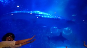 11041437_844208182323916_4905099163150738685_n