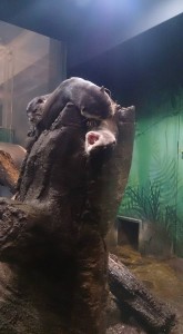 11214244_844207535657314_6322011807646441757_n