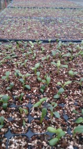 11668113_835562949855106_1221933836_n