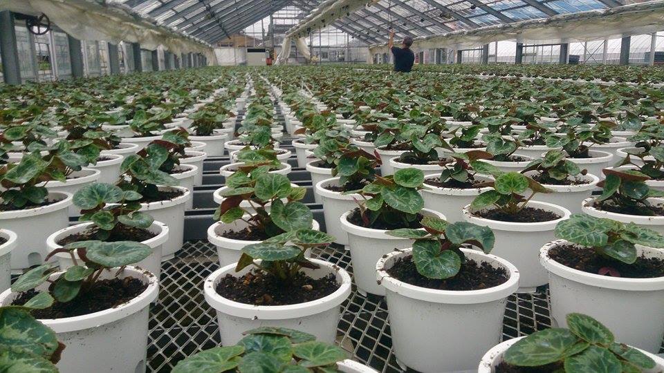 シクラメン順調に植え替え中♪