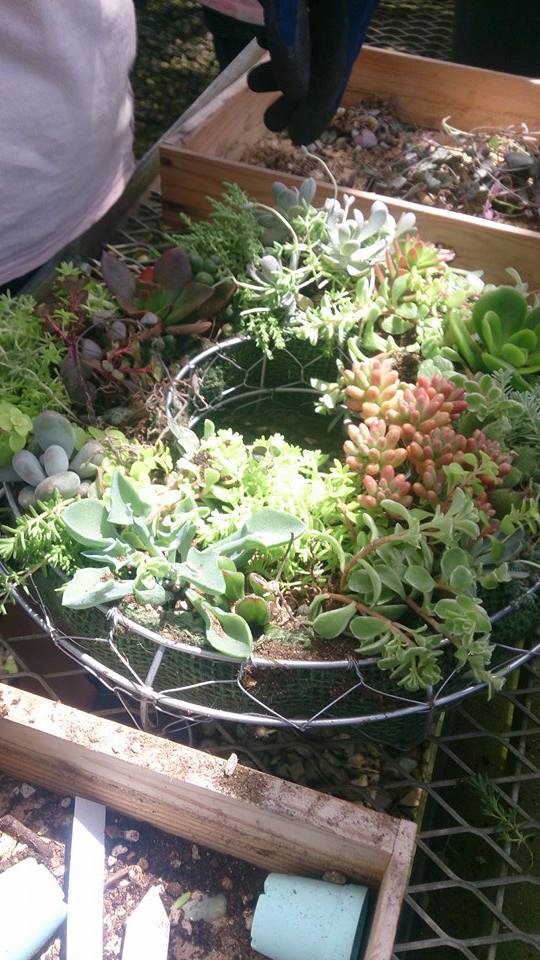 クラブＪＯＹ多肉植物