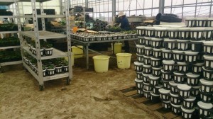 11714475_839267006151367_1069037658_n