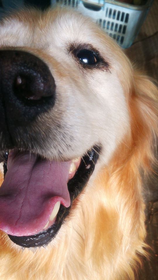 恐怖のフェーン現象