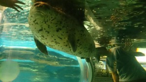 11749291_844394838971917_649139407_n