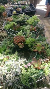 11749674_846643378747063_1079454318_n