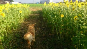 11026078_853931744684893_6806400756470746628_n