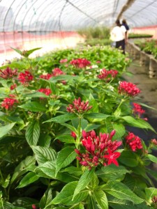 11061165_958775034161379_5829892523908444710_n