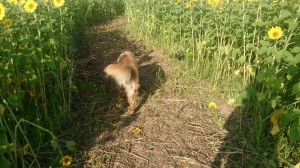 11204912_853931728018228_4248538013351906228_n