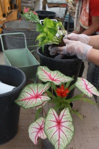 11225190_1469862653339995_1884317579691991249_o