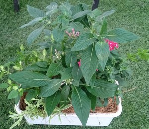 11249297_857958734282194_1283053380_o