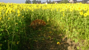 11254128_853931688018232_7945602971096351051_n