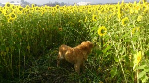 11258254_853931568018244_5239578544500126939_n