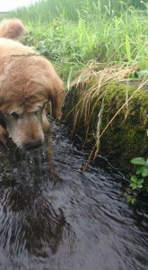 11800628_853087251436009_5340068338133657649_n