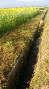 11813472_853931761351558_3941805255381659640_n