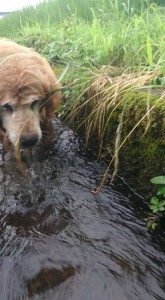 11813518_853087234769344_7494590119506361436_n