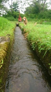 11817237_853087338102667_5921172610945301941_n