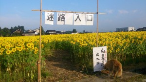 11822272_853931291351605_4033877415068821247_n