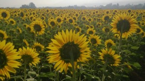 11822335_853931774684890_7278470034018581034_n