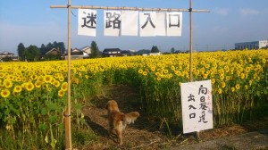 11822579_853931324684935_7785914858200120231_n