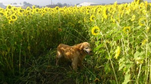 11822634_853931584684909_6604469016986871819_n