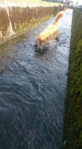 11822844_853087441435990_7646387073021990767_n