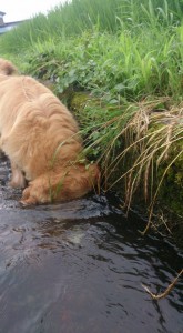 11825048_853087198102681_5151997673323273523_n