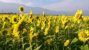 11825148_853931794684888_9163847831979477692_n