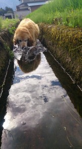 11825624_853087181436016_694948951673711994_n