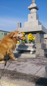 11825822_853931978018203_5956887042009761726_n