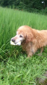 11831730_853087308102670_2709975746800044031_n