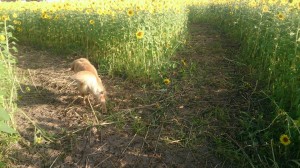 11836876_853931671351567_8180015754587921021_n