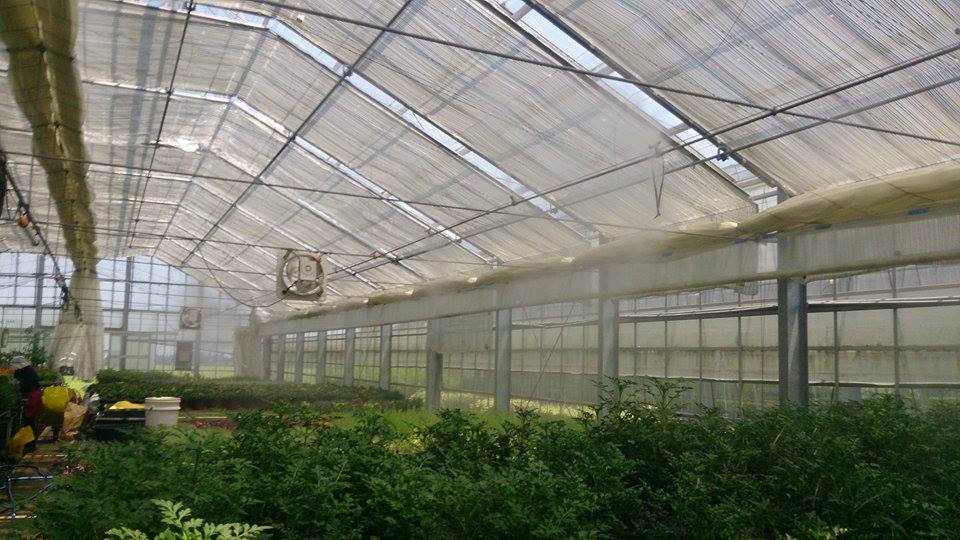 ハウスは細霧冷房で涼しい