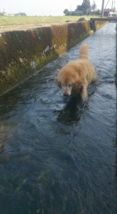 11846672_853087428102658_2062420041262676520_n