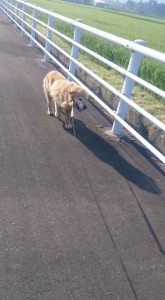 11846724_853950934682974_2380956566841064573_n