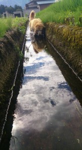 11855792_853087164769351_1883074515428688319_n