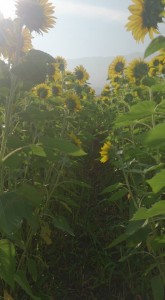 11870664_853931531351581_2121418314774981335_n