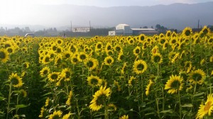 11870680_853931514684916_4146944255256088461_n